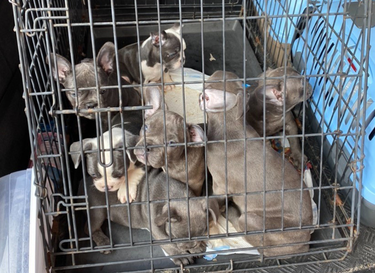 Tullverket stoppade 259 smuggelhundar under årets sex första månader.
