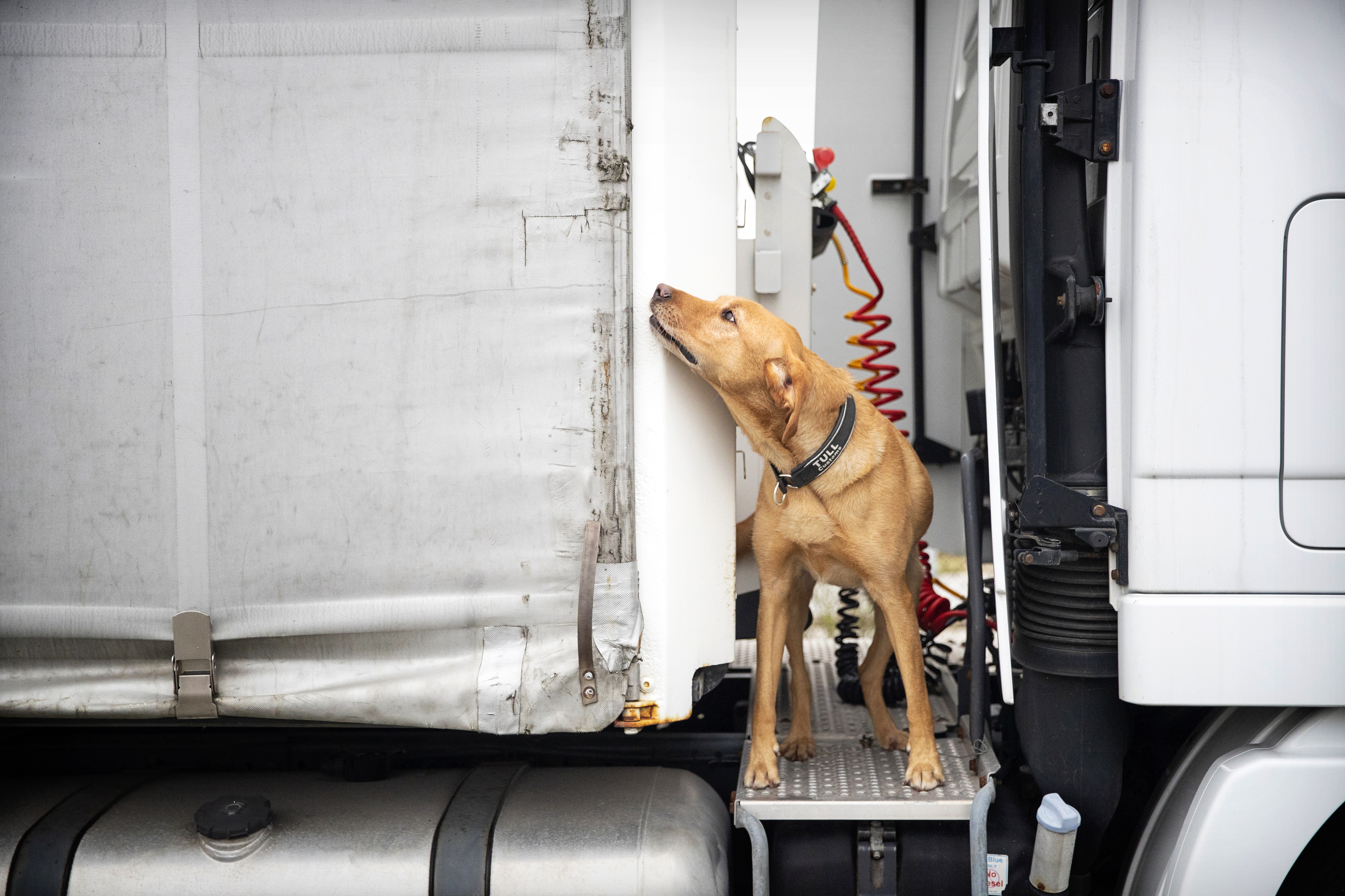 Sökhund står på en avsatts mellan förarhytt och trailer och nosar på lastbilen.