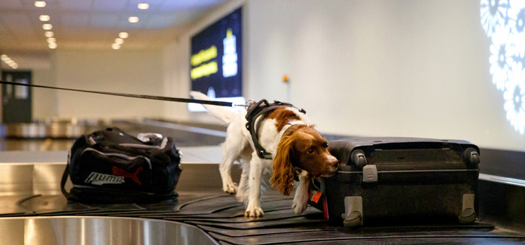 Sökhund på bagageband på flygplats.